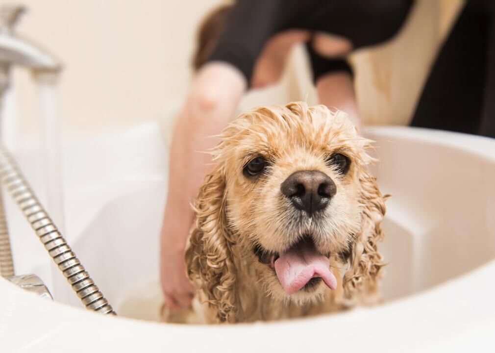 Flea and tick prevention